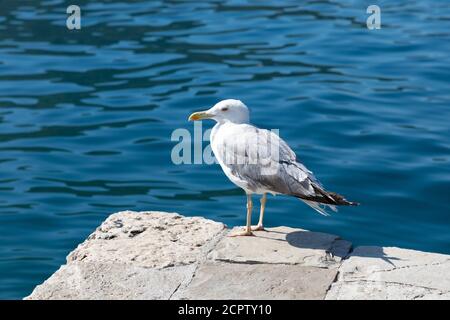 Sea gull standing on the pier on a sunny summer day. Stock Photo