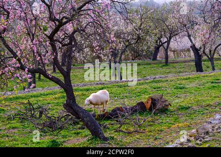 Almond blossom, sheep and pink almond trees, near Selva, Mallorca, Balearic Islands, Spain Stock Photo