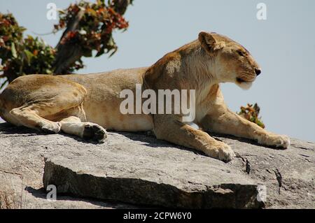 LION IN TANZANIA Stock Photo