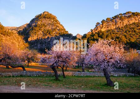 pink almond trees at Caimari in the morning light, Serra de Tramuntana, Mallorca, Balearic Islands, Spain Stock Photo