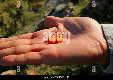 Heap of Wilde Sea Buckthorn Berries in Man's Palm, Gegharkunik Province, Armenia Stock Photo