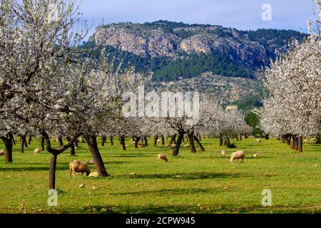 Almond blossom, blooming almond trees, almond plantation with sheep near Bunyola, Serra de Tramuntana, Mallorca, Balearic Islands, Spain Stock Photo