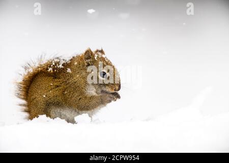 Red squirrel (Tamiasciurus hudsonicus) Eating seeds at a winter bird feeder, Greater Sudbury, Ontario, Canada Stock Photo