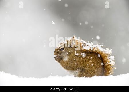 Red squirrel (Tamiasciurus hudsonicus) Eating seeds at a winter bird feeder, Greater Sudbury, Ontario, Canada Stock Photo