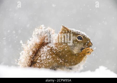 Red squirrel (Tamiasciurus hudsonicus) eating seeds in a spring snowstorm, Greater Sudbury, Ontario, Canada Stock Photo