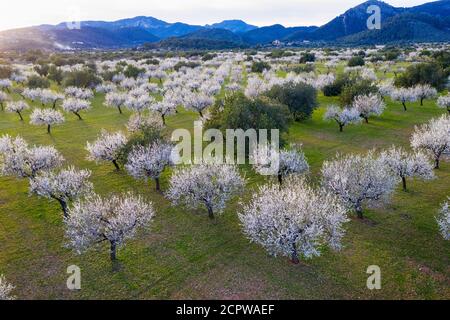 Almond blossom, blooming almond trees, almond plantation near Bunyola, Serra de Tramuntana, aerial view, Mallorca, Balearic Islands, Spain Stock Photo