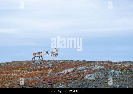 Barren ground caribou (Rangifer tarandus) cow and calf, Goose Cove, Newfoundland and Labrador NL, Canada Stock Photo