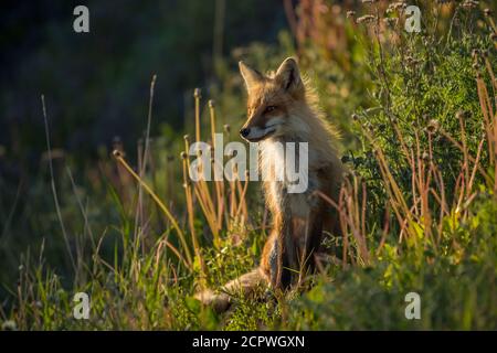 Red fox (Vulpes vulpes), Crow Head, Newfoundland and Labrador NL, Canada Stock Photo