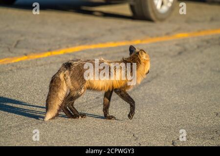 Red fox (Vulpes vulpes), Crow Head, Newfoundland and Labrador NL, Canada Stock Photo