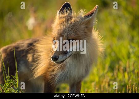 Red fox (Vulpes vulpes), Crow Head, Newfoundland and Labrador NL, Canada Stock Photo