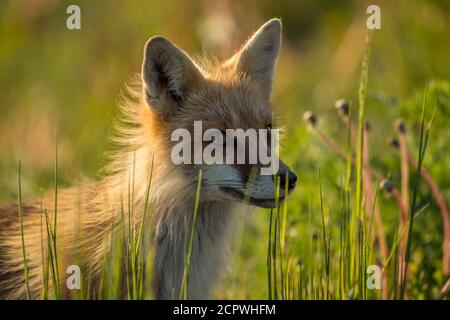 Red fox (Vulpes vulpes), Crow Head, Newfoundland and Labrador NL, Canada Stock Photo