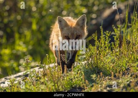 Red fox (Vulpes vulpes), Crow Head, Newfoundland and Labrador NL, Canada Stock Photo