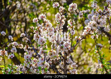 Almond blossom, blooming almond tree, Mallorca, Balearic Islands, Spain Stock Photo
