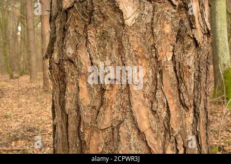 Thick tree trunk with brown bark, autumn day Stock Photo