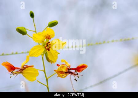 Yellow flowers of a Jerusalem thorn tree or Palo Verde (Parkinsonia aculeata) in a park in Granada Stock Photo