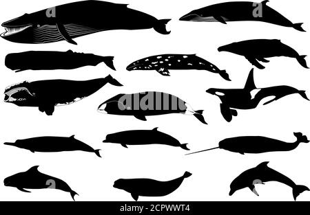 Various silhouette vector  of a whale and a dolphin separated on white background Stock Vector