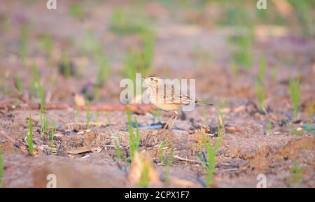 The paddyfield pipit or Oriental pipit is a small passerine bird in the pipit and wagtail family. It is a resident breeder in open scrub, grassland an Stock Photo