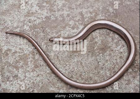 Anguis fragilis, a reptile native, also called a deaf adder, a slowworm, a blindworm, or a long-cripple Stock Photo