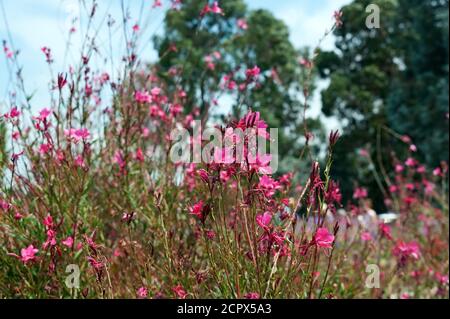 Wild flowers in the wind Stock Photo