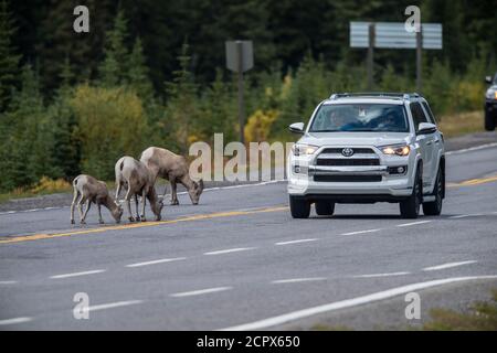 Bighorn sheep (Ovis canadensis) licking minerals on the road, Peter Lougheed Provincial Park, Alberta, Canada Stock Photo