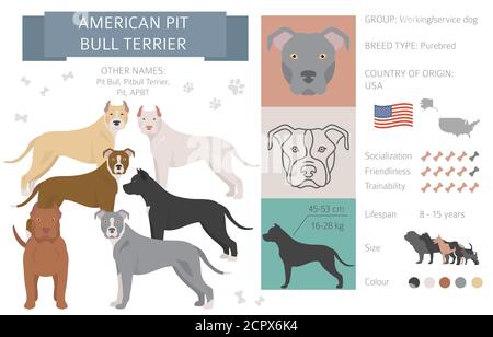 American pit bull terrier dog isolated on white. Characteristic, color varieties, temperament info. Dogs infographic collection. Vector illustration Stock Vector