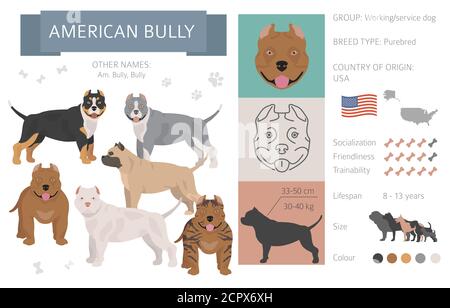 American bully dog isolated on white. Characteristic, color varieties, temperament info. Dogs infographic collection. Vector illustration Stock Vector