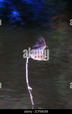 Dülmen, North Rhine-Westphalia, Germany. 19th Sep, 2020. A small greater mouse-eared bat (Myotis myotis), usually only spotted out at night, is seen hunting for insects in the warm sunshine, flying just above the water of a small pond. Some bats show the unusual behaviour in autumn to fatten up for the long winter months ahead. Credit: Imageplotter/Alamy Live News Stock Photo