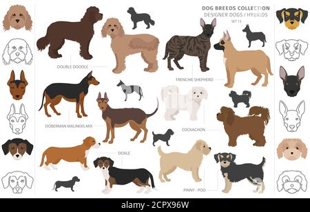 Designer dogs, crossbreed, hybrid mix pooches collection isolated on white. Flat style clipart dog set. Vector illustration Stock Vector