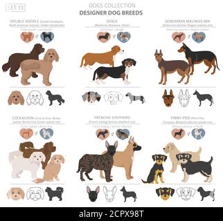 Designer dogs, crossbreed, hybrid mix pooches collection isolated on white. Flat style clipart dog set. Vector illustration Stock Vector