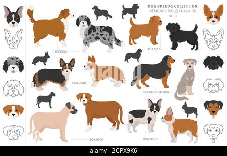 Frenchton clipart. French bulldog Boston terrier mix. Different coat ...