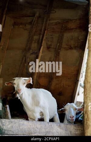 Two cute goats feeding and looking at camera Stock Photo