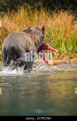 Grizzly bear (Ursus arctos)- Mother bear managing two spawning sockeye salmon caught in a salmon river, Chilcotin Wilderness, BC Interior, Canada Stock Photo