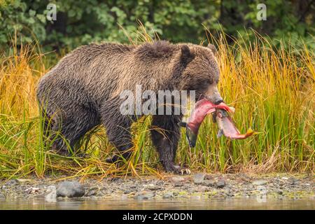 Grizzly bear (Ursus arctos)- Mother bear managing two spawning sockeye salmon caught in a salmon river, Chilcotin Wilderness, BC Interior, Canada Stock Photo