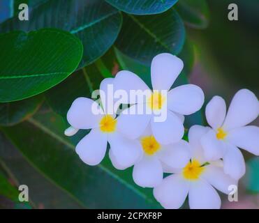 Shot of white flower clusters on green leaf background Stock Photo