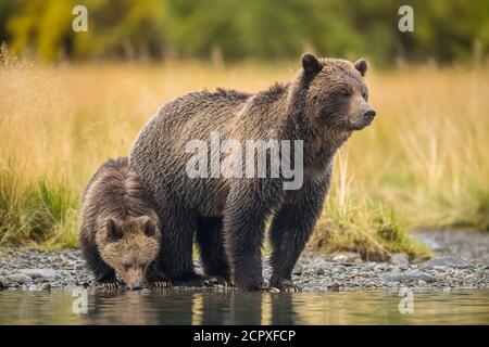 Grizzly bear (Ursus arctos)- Mother and first year cub hunting sockeye salmon spawning in a salmon river, Chilcotin Wilderness, BC Interior, Canada Stock Photo