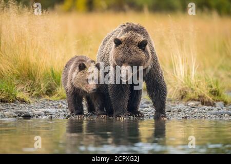 Grizzly bear (Ursus arctos)- Mother and first year cub hunting sockeye salmon spawning in a salmon river, Chilcotin Wilderness, BC Interior, Canada Stock Photo