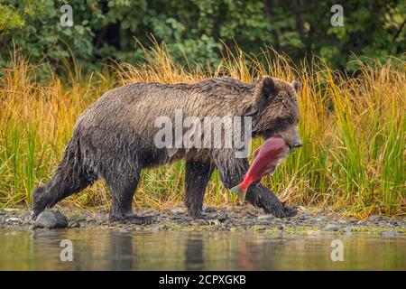 Grizzly bear (Ursus arctos)- Mother bear with spawning sockeye salmon retrieved from the Chilko River, Chilcotin Wilderness, BC Interior, Canada Stock Photo