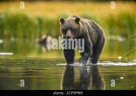 Grizzly bear (Ursus arctos)- Mother and yearling cubs hunting sockeye salmon spawning in a salmon river, Chilcotin Wilderness, BC Interior, Canada Stock Photo