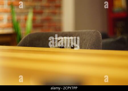 Cute scottish fold cat sneaking by the wooden table Stock Photo