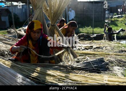 Cultivation of jute in India. Jute is one of the important natural ...