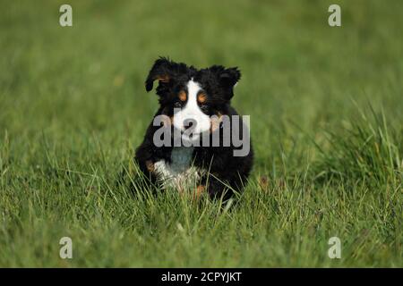 Bernese Mountain Dog runs across a meadow Stock Photo