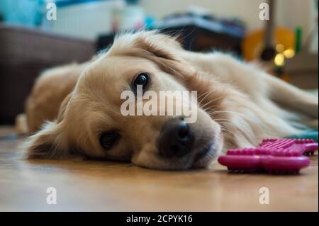 Cute golden retriever dog looking sad on the floor Stock Photo