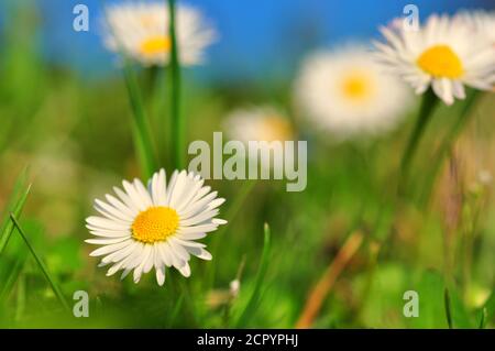 White wild daisies on the meadow Stock Photo