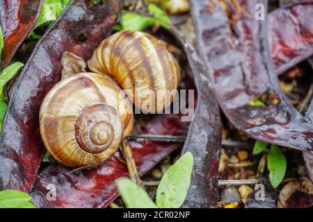Two snail shells in the nature close up view on humid rainy weather Stock Photo