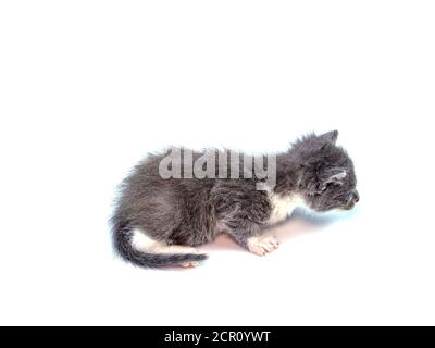 Little gray kitten on a white background. Born kitten. Pets. Domestic cat. Predators of the kitten family. Animal fur. Animal head. Background image. Stock Photo