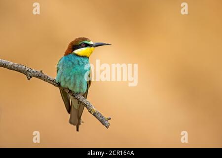 Bee-eater (Merops apiaster), wildlife, Rhineland-Palatinate, Germany, Stock Photo