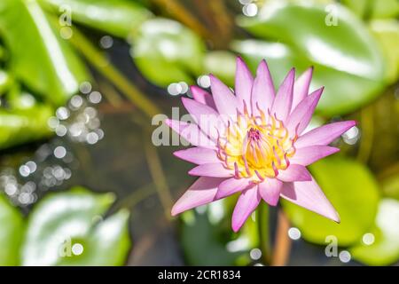 Top view beautiful pink lotus flower in pond. Water lily floating above in water. Stock Photo