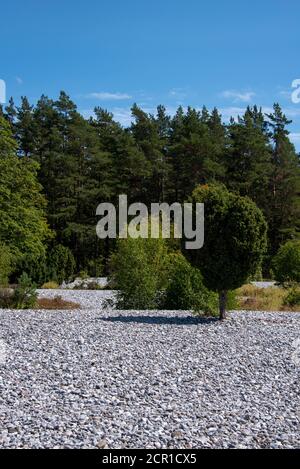 Germany, Mecklenburg-Western Pomerania, Ruegen island, flint fields, scree fields between Mukran and Prora, flint stones Stock Photo