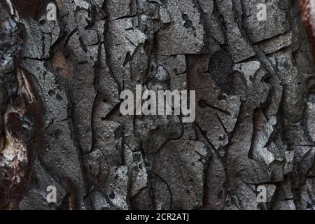 Burnt Monterey Pine Tree Bark (Pinus radiata) Stock Photo