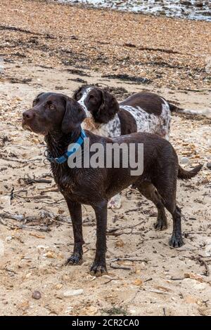 a labradinger or springador and a sringer spaniel labrador cross gundogs waiting for a ball to be thrown on a beach, Stock Photo